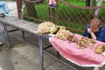 Під Львовом знайшли гриб з "Чорнобиля" - здоровило, вистачить на всю родину
