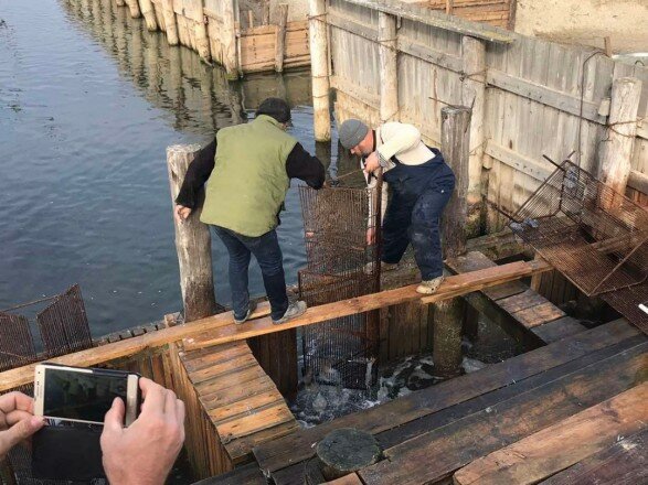 Масштабне браконьєрство в НПП "Тузлівські лимани": Держекоінспекція почала перевірку ТОВ "Інститут морської аквакультури"