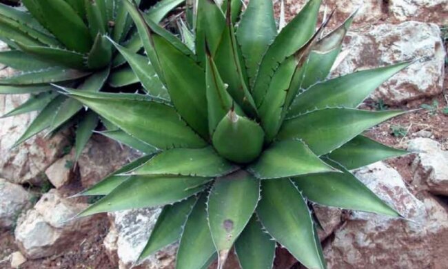 Автомобільні деталі виготовляють з кактусів