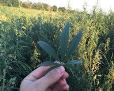 Наркоплантацію в півгектара виявили в зоні АТО