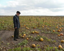 Хелловін-2020 під загрозою: бджоли бастують, гарбузи можуть зникнути