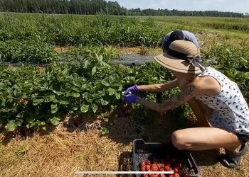 Заробітчани, фото: скріншот з відео
