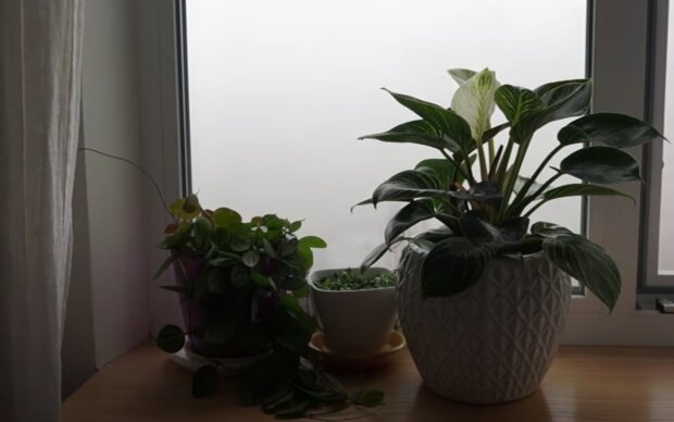 Кімнатні рослини. Фото: скрін youtube
