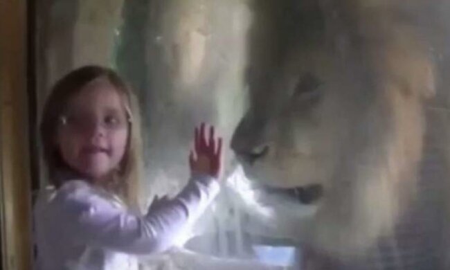 Реакція лева на поцілунок (відео)