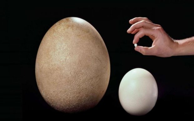 Всесильні яйця: експерти розповіли про користь продукту