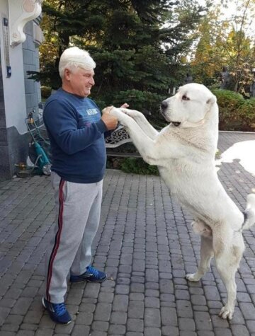 Двое огромных алабаев терроризируют киевлян. Фото Facebook