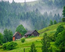 Українські ліси прирівняли до головних скарбів людства