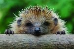 Їжак-товстун потрапив у підступний полон: фото