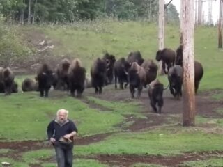 Фермер Тарас Казна выращивает бизонов, скриншот с видео