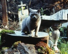 "Кладовище домашніх тварин" Кінга: трейлер фільму злили у мережу