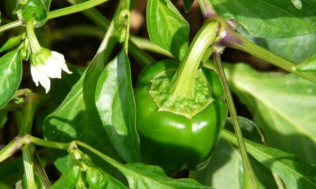 перець, фото Pxhere