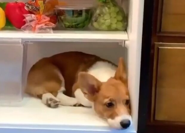 Пес в холодильнике. Фото: Instagram