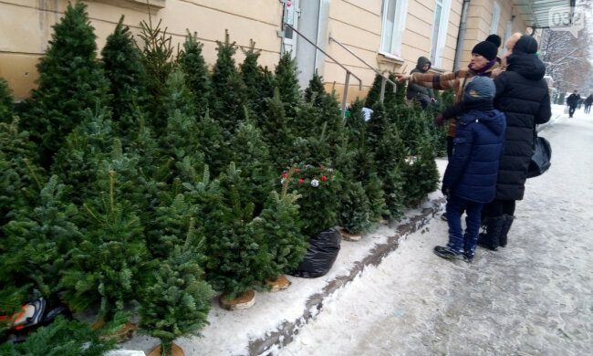 Ялинки у Львові, фото: То є Львів