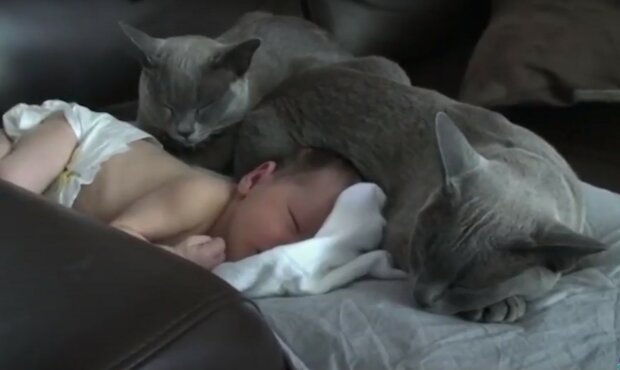 ребенок и коты, скриншот из видео
