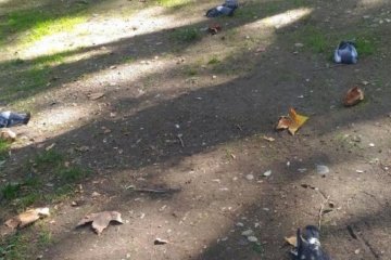 Сочи накрыло дождем из мертвых птиц