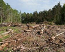 Людство опинилося на межі екологічної трагедії через вирубку лісів: як їй запобігти