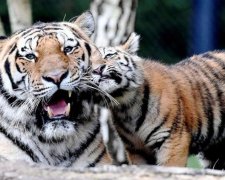 Є чому повчитися: сімейна ідилія тигрів зворушила користувачів