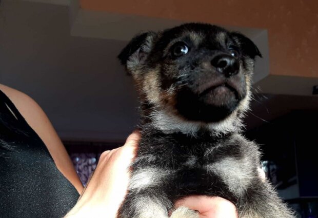 "Назвали Жуком": в Запорожье семья воспитывает щенка с очень необычной внешностью, - единственный такой в мире