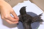 Прихистили птицю, фото: скріншот з відео