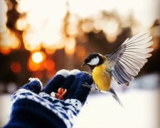 Завораживающие кадры лесных пейзажей финского фотографа Осси Сааринен: сказка существует на самом деле