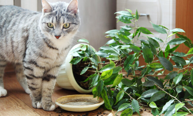 Домашні рослини - вороги людини: медики поділилися слушними порадами про кімнатних приятелів