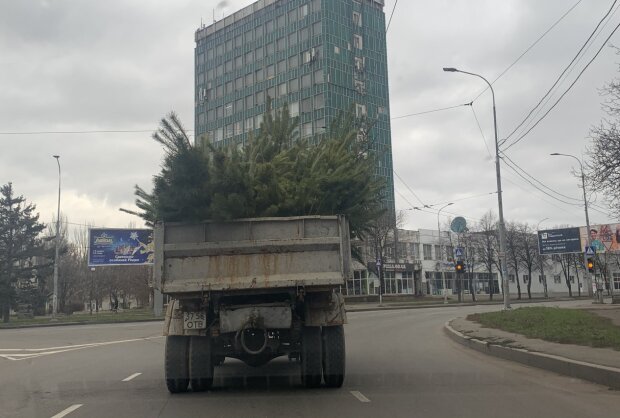 Самая "уставшая" новогодняя елка Украины стала хитом сети: "Собираемся, нужно поднять"
