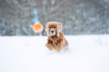 Собака гуляє взимку / фото: Pixabay