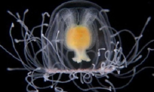 Бессмертное существо заселяет мировой океан