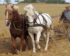 Украина превратится в страну-агрария и эмигрантов после выхода на мировой рынок 