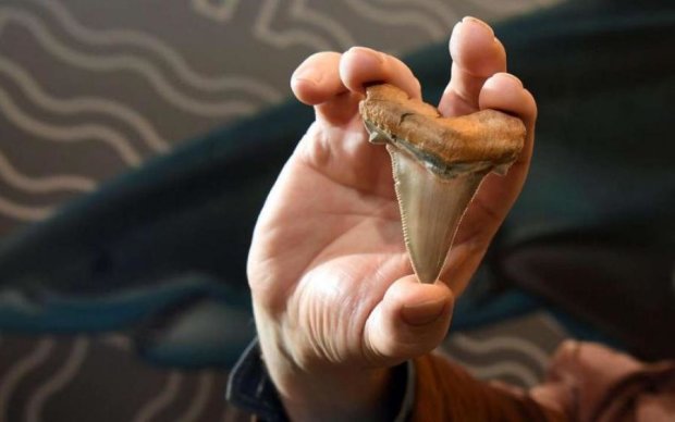 На пляже Австралии нашли огромные зубы древнейшего существа: фото