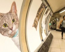 Коти захопили лондонське метро