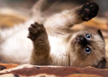 Игривый котик, фото из открытых источников