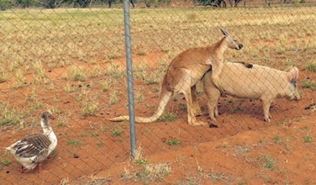 В Австралии кенгуру полюбил свинью