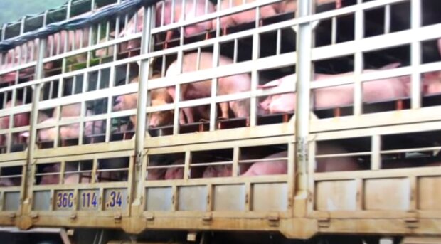 Свиньи на дороге, скриншот: Youtube