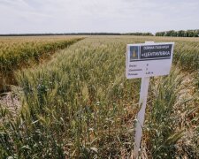 Поле пшеницы — земельный пай