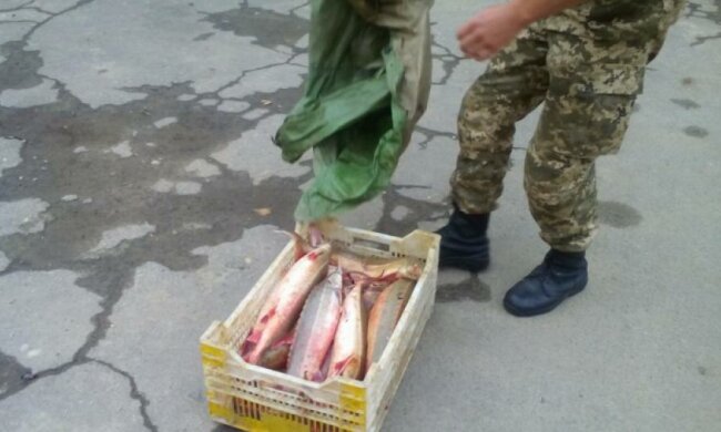 Браконьеры наловили на 750 тысяч гривен (фото, видео)