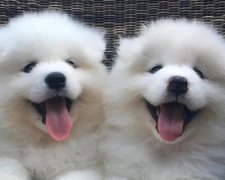 Instagram підкорили милі тварини