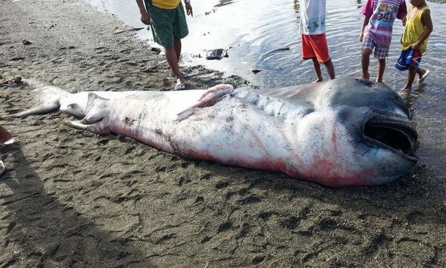 Раскрыта тайна монстров из океанских глубин, новые фото и видео чудовищ