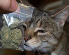 Домашний кот принес хазяину пакет с марихуанной