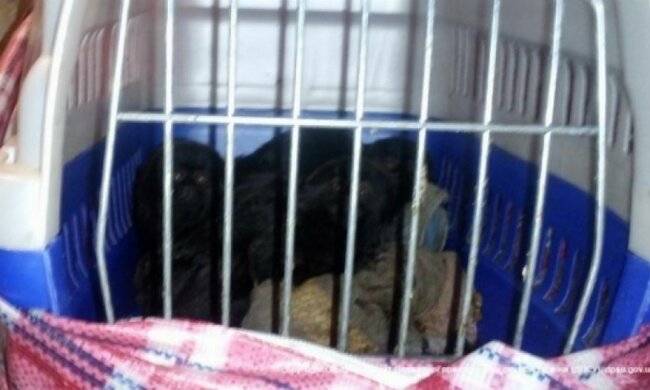 Пограничники поймали 6 маленьких обезьян