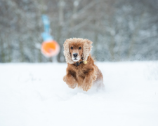 Собака гуляет зимой / фото: Pixabay