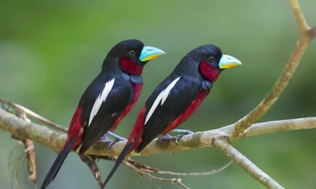 В сети показали самых проукраинских птиц (фото)