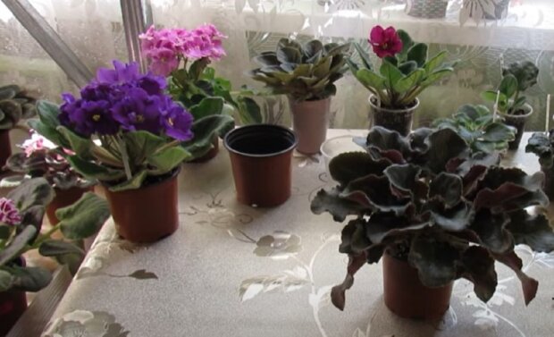 Комнатные растения. Фото: Youtube