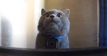 Котик, скриншот: Youtube