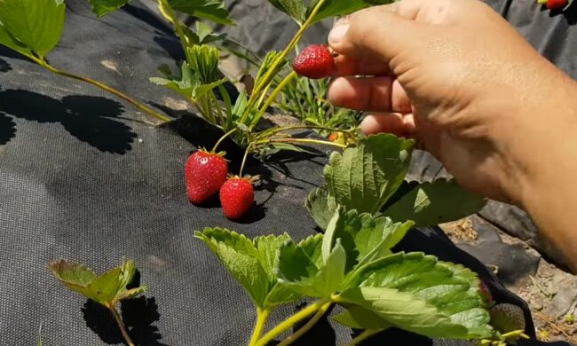 Полуниця, фото: скріншот з відео