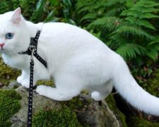 Кошка с разноцветными глазами снимается для известных брендов