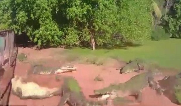 Австралийцы сняли жуткую сцену отгрызания лапы крокодила сородичем  (видео) 