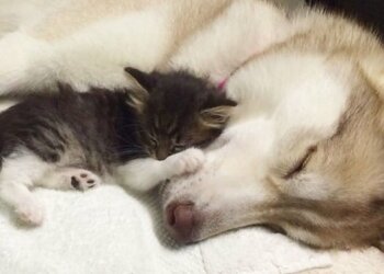 Хаскі і кошеня, фото з відкритих джерел