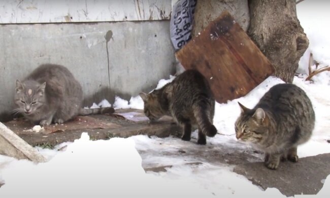 вуличні коти, скріншот з відео
