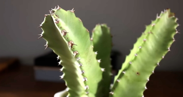 марокканский молочай